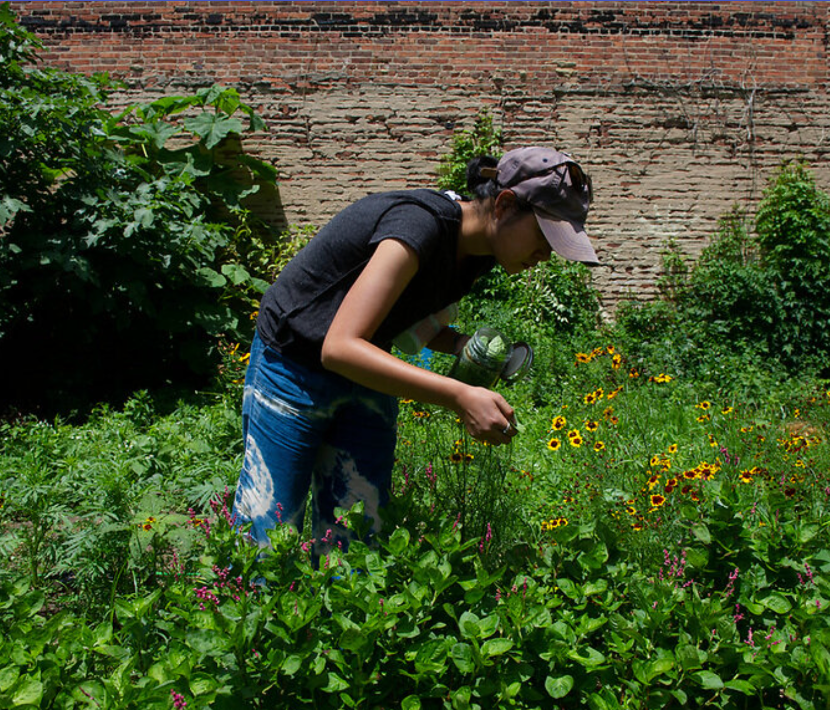 files/indigo-garden-and-farm-maryland-natural-dyes.png